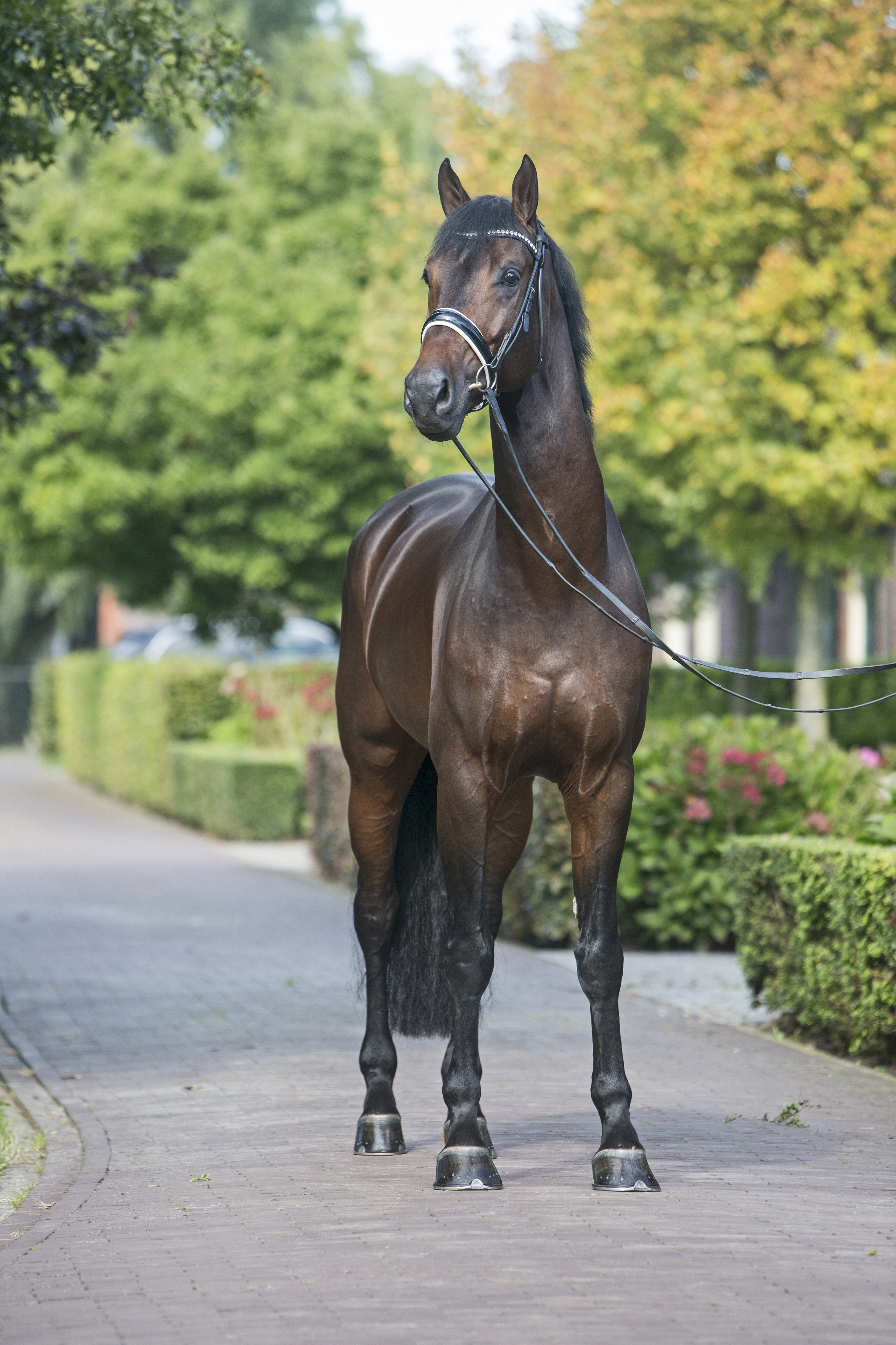 De Hoeve Ferdinand