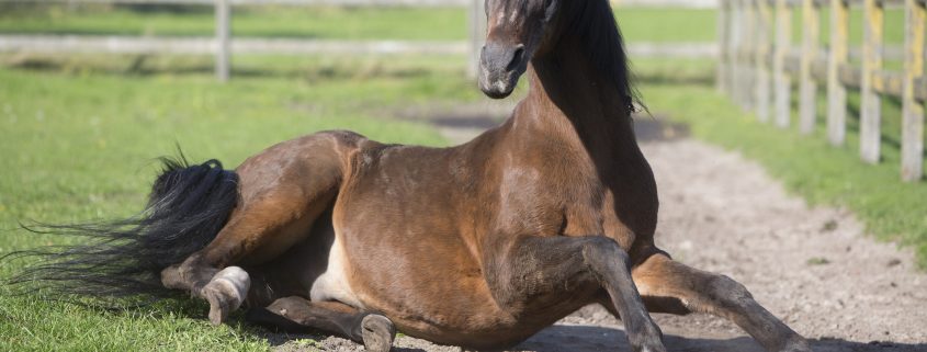 Stoeterij de Hoeve